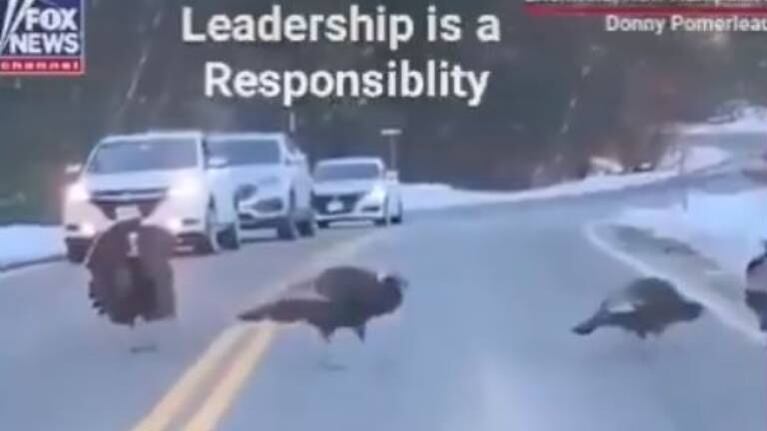 Un pavo detiene el tránsito cual agente para que sus amigos crucen seguros