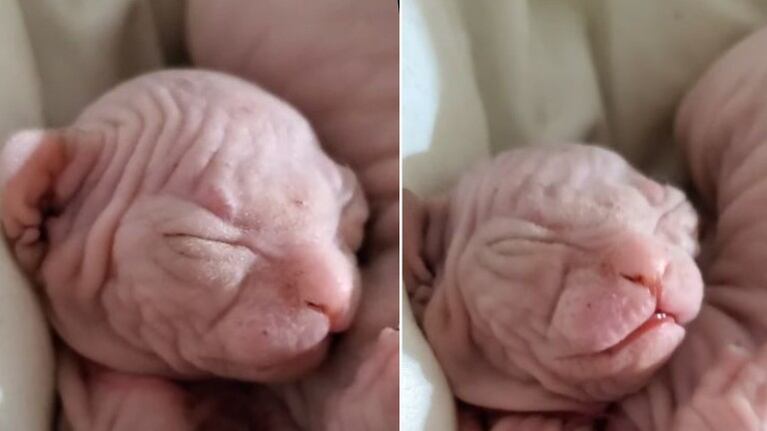 Un pequeño gato esfinge causa asombro en las redes por hacer algo que muchos consideran inusual