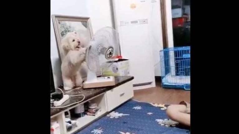 Un perrito acalorado le roba el ventilador a su dueño