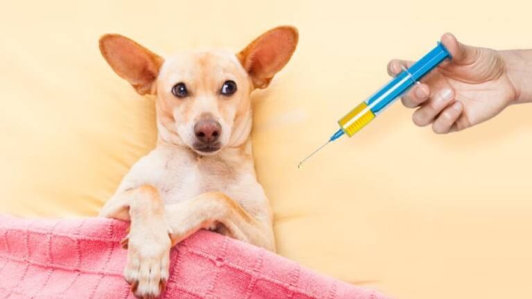 Un perrito llora antes de que lo inyecten y enternece a todos