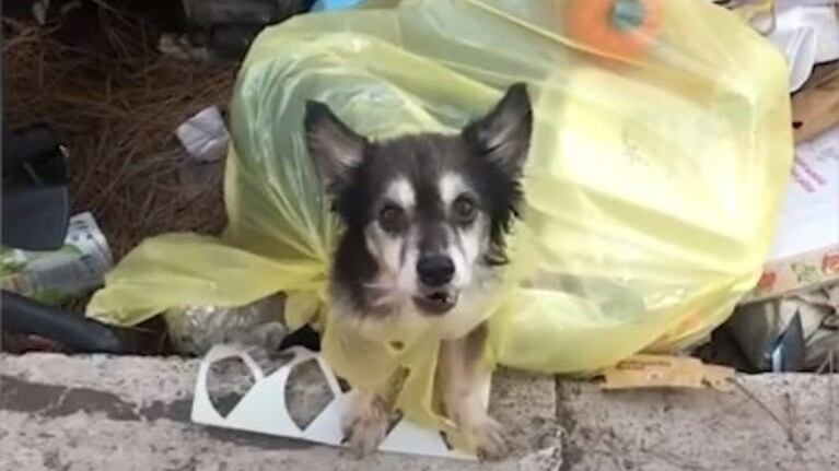 Un perro al que habían tirado como “basura”, busca un hogar definitivo