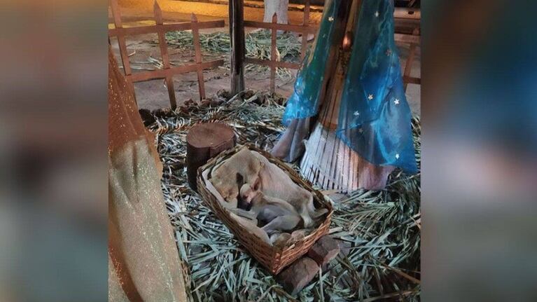 Un perro callejero durmiendo en un pesebre inspira una cadena de solidaridad entre los vecinos: Foto: Faceebook: Crónica Noticias IPD.