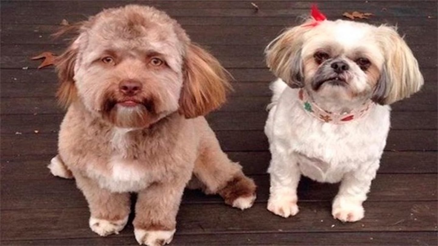 Un perro con cara de humano sorprende en las redes sociales
