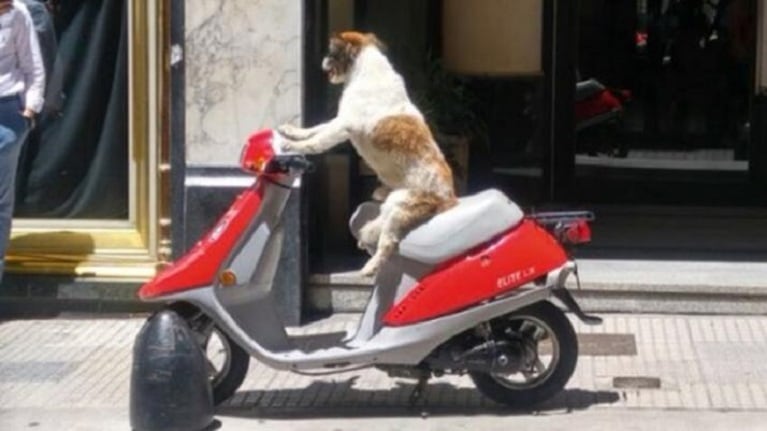 Un perro en moto causó sensación en Buenos Aires
