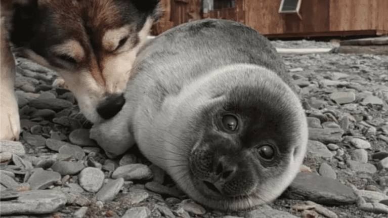 Un perro encuentra a una foca bebé y la protege durante días