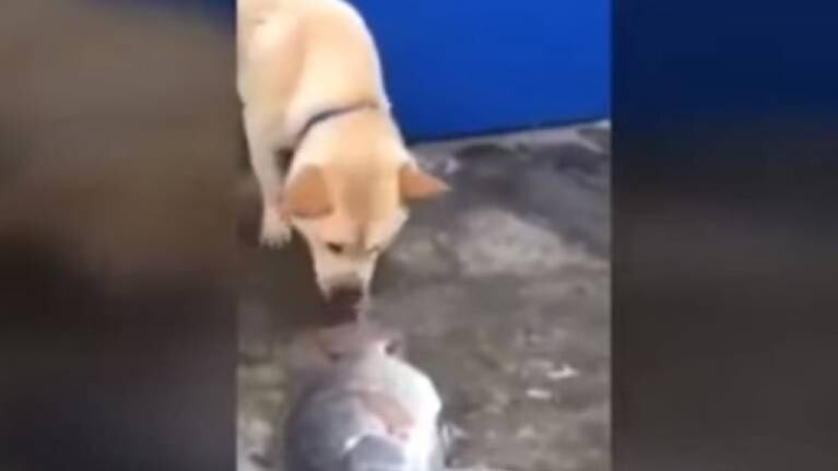 Un perro intenta salvar a un pez moribundo devolviéndolo al agua