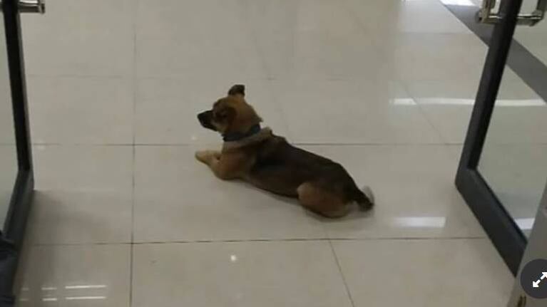 Un perro lleva 3 meses esperando en un hospital a su dueño fallecido de coronavirus