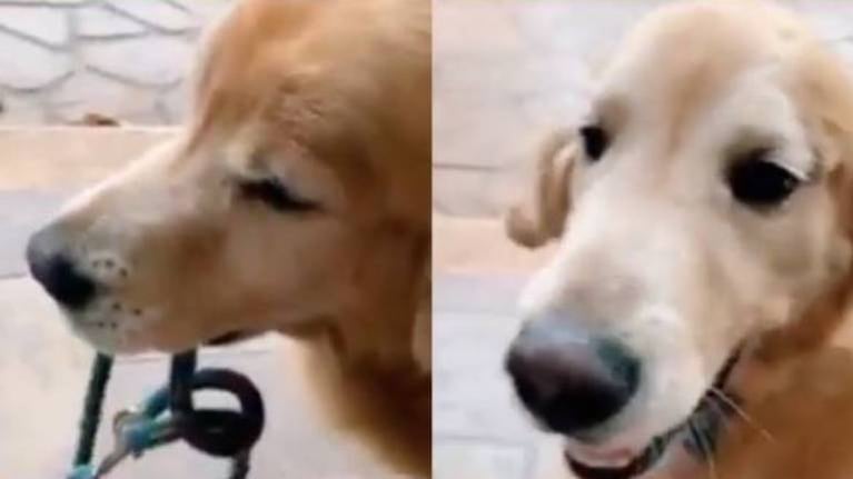 Un perro quiso salir a pasear, su dueño se negó y la mascota se fue sola