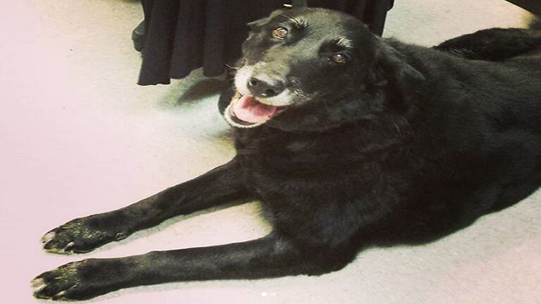 Un perro regresó a su casa tras 10 años de haberse perdido