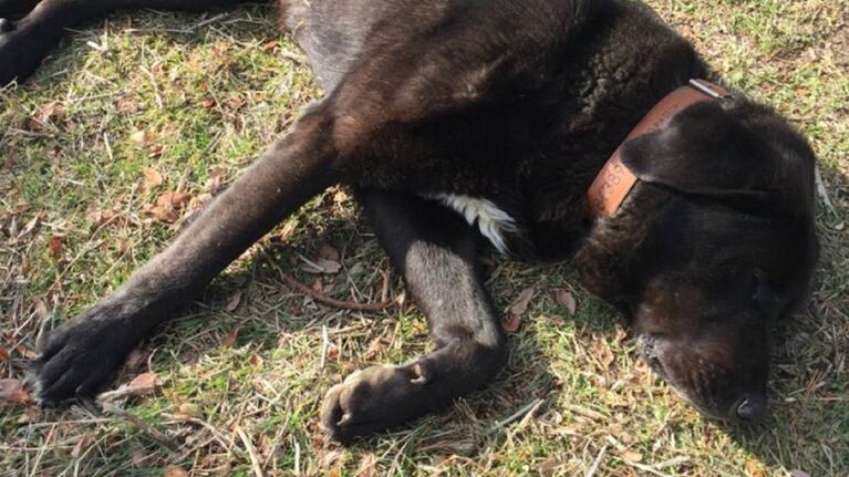 Un perro se "desmaya" para que le den cariño