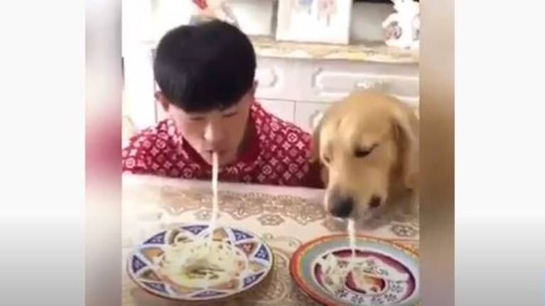 Un perro sorprende a su dueño en un reto con fideos