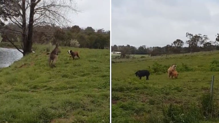 Un perro y un canguro pelean mientras una cabra trata de montar a dos cerdos en una granja de Australia