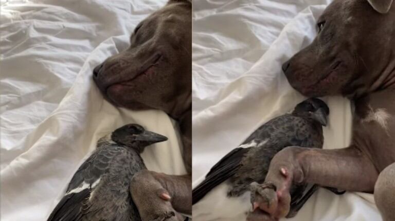 Un perro y una urraca se agarran de las patas mientras se acurrucan