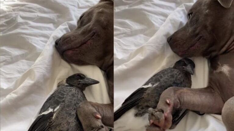 Un perro y una urraca se agarran de las patas mientras se acurrucan