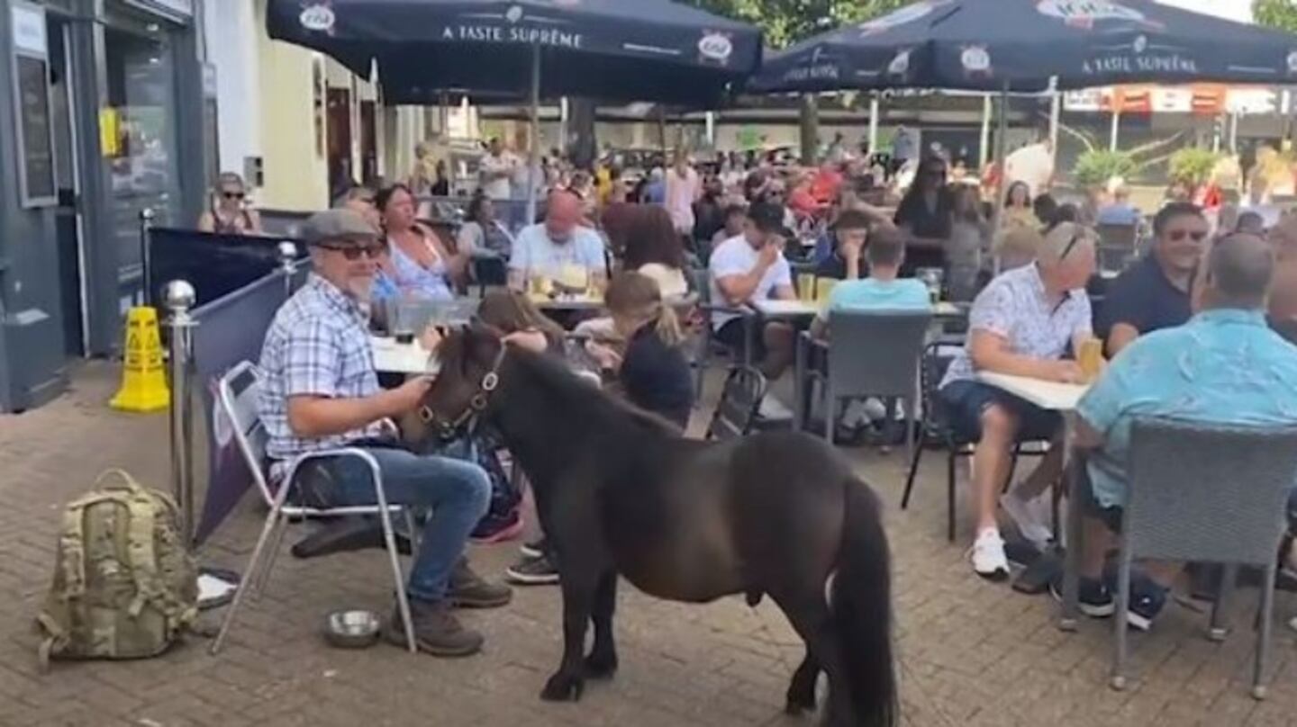 Un poni en miniatura viaja en colectivo como parte de su rutina