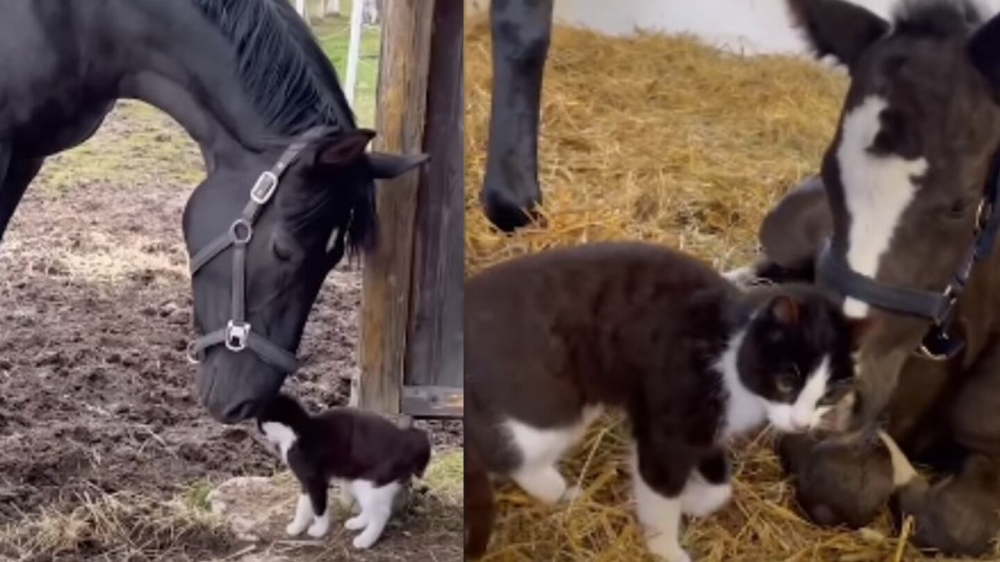 Un potro de dos días se convierte en el mejor amigo de un gato