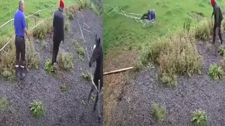 Un potro galopando termina enredando con una valla a su dueño y tirándolo al suelo en un inesperado giro