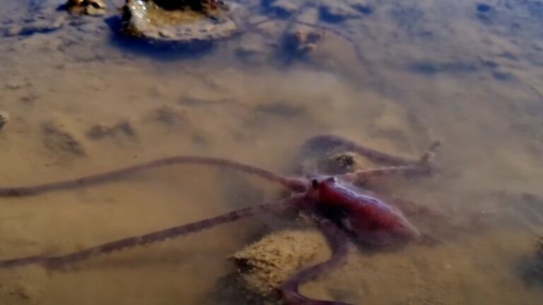  Un pulpo de largos tentáculos se deja ver en la Gran Barrera de Coral australiana