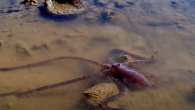  Un pulpo de largos tentáculos se deja ver en la Gran Barrera de Coral australiana
