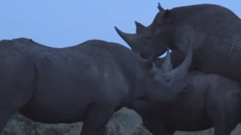 Un rinoceronte empuja a otro en pleno acto para ocupar su lugar
