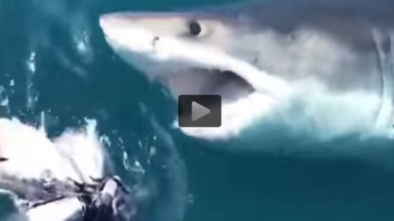 Un tiburón blanco se acerca a un bote y aterra a pescadores