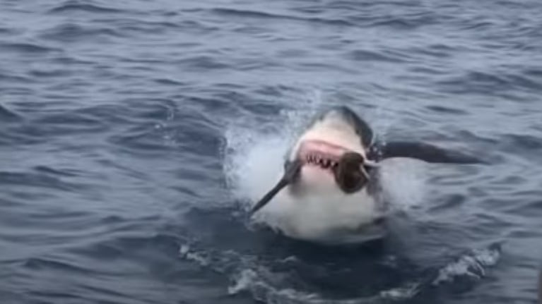 Un tiburón blanco sorprende a un ave descuidada devorándola entre sus fauces