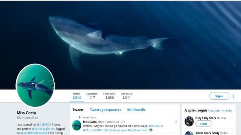 Un tiburón blanco tiene cuenta de Twitter