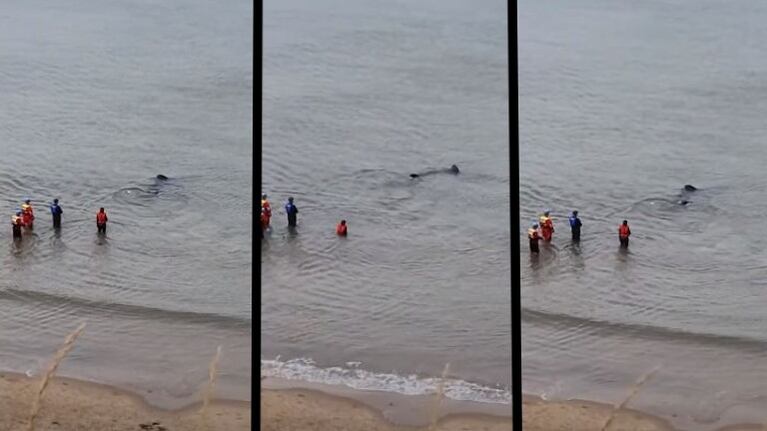 Un tiburón peregrino se queda varado en la costa de Reino Unido