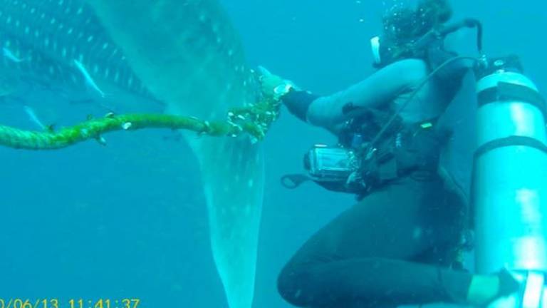 Un tiburón se enredó con una cuerda y cuatro buzos intentaron ayudarlo