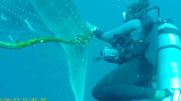 Un tiburón se enredó con una cuerda y cuatro buzos intentaron ayudarlo
