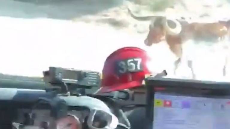 Un toro persigue a bomberos en California