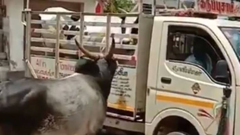 Un toro y una vaca, protagonistas de un “romance” en India