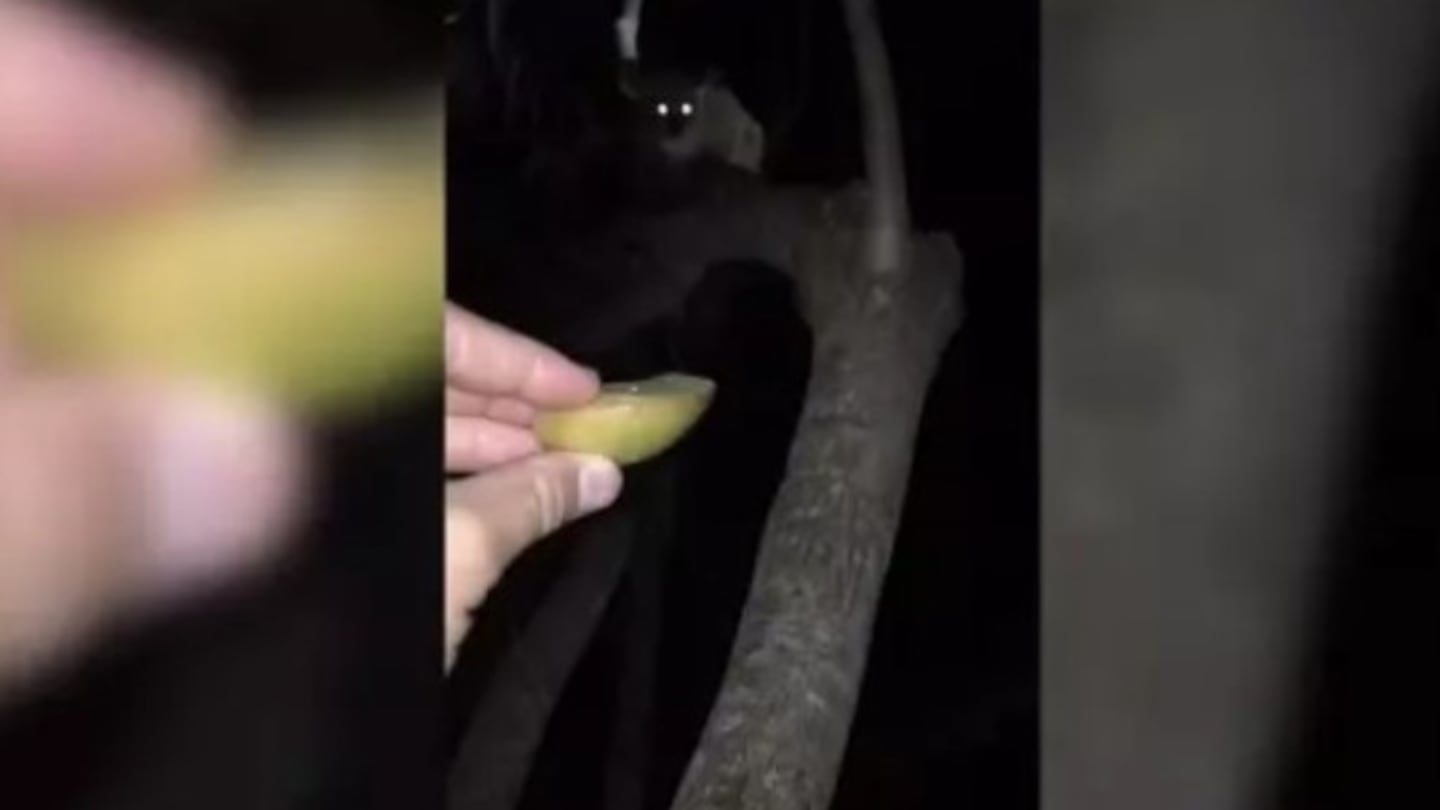 Un turista logró captar a un curioso primate en el Parque Nacional Kruger de Sudáfrica