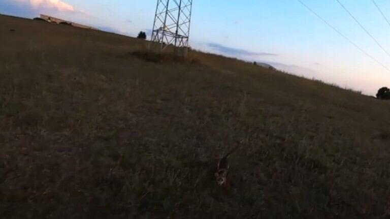 Un zorro aparece en escena para derribar un dron que sobrevolaba por el campo grabando unos jabalíes