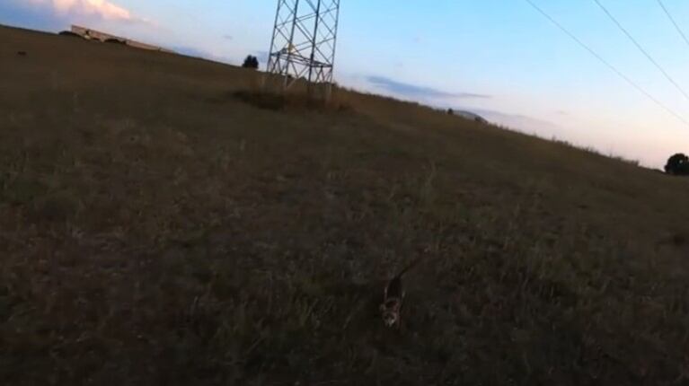 Un zorro aparece en escena para derribar un dron que sobrevolaba por el campo grabando unos jabalíes