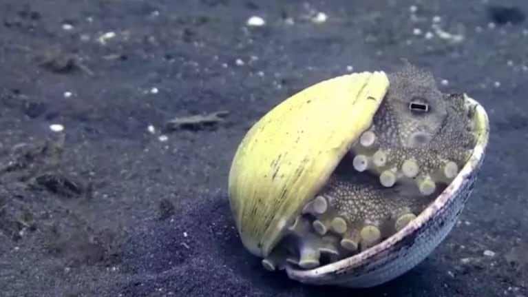 Una adorable cría de pulpo se vuelve viral tras esconderse en una concha marina