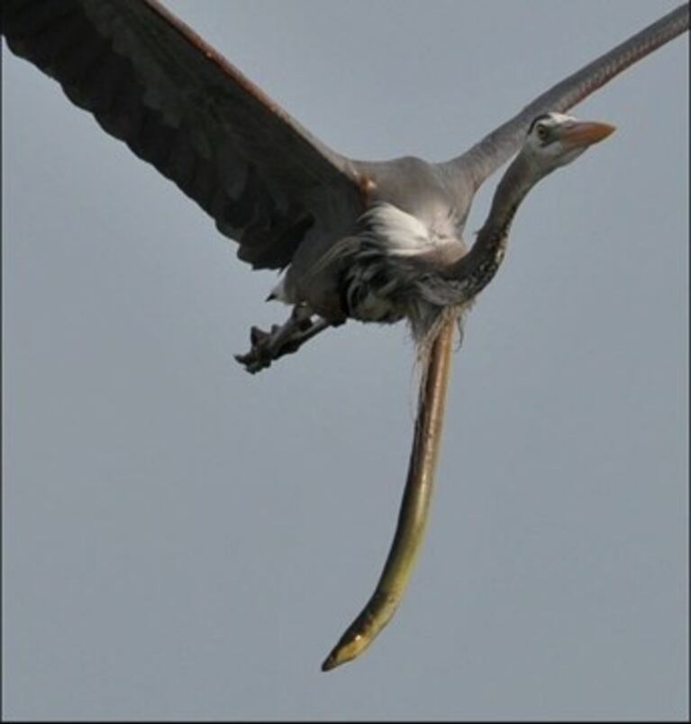 Una anguila atravesó la garganta de una garza en vuelo y así escapó de ser devorada