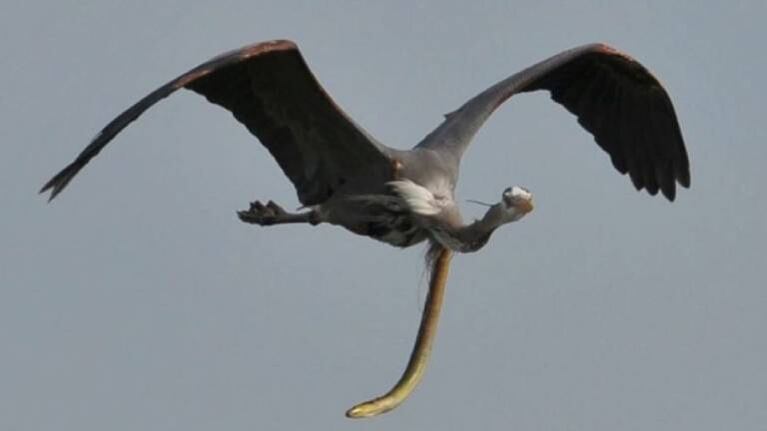 Una anguila atravesó la garganta de una garza en vuelo y así escapó de ser devorada