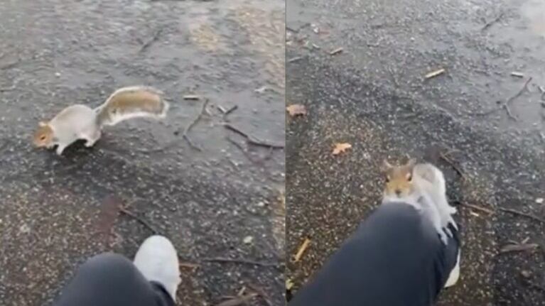 Una ardilla asusta a un joven tras subirse a su pierna