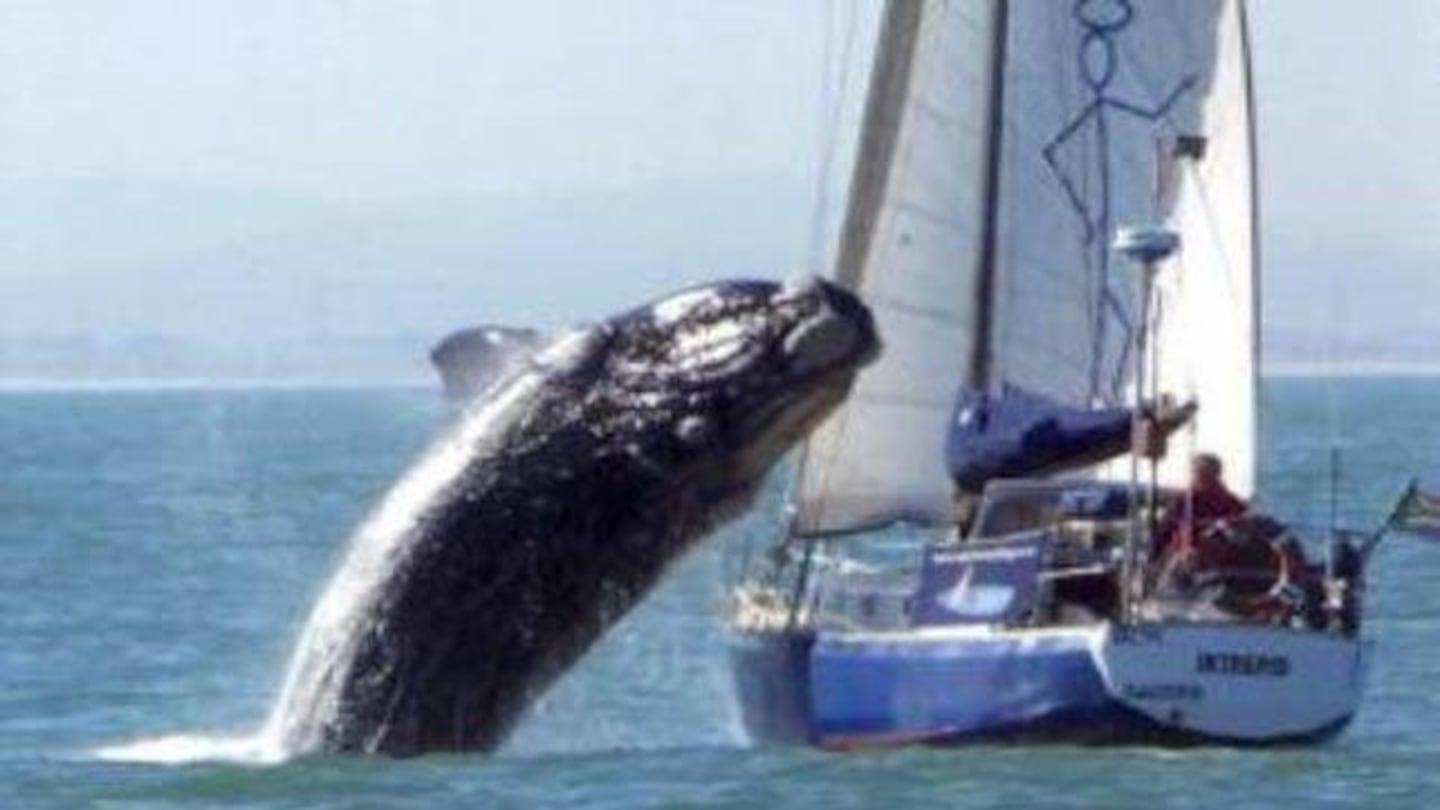 Una ballena atacó un barco en Sudáfrica