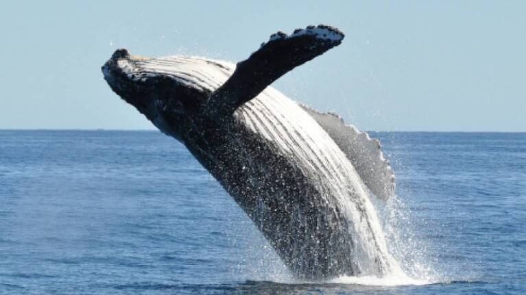 Una ballena jorobada casi devora a dos mujeres en kayak