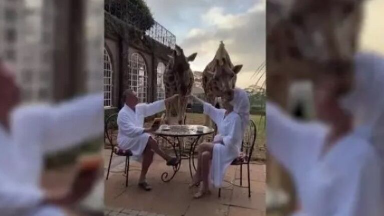 Una bloguera rusa se quedó impactada cuando una jirafa le agredió mientras desayunaba en un hotel en Nairobi