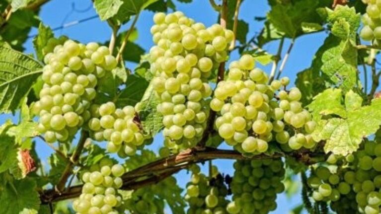 Una bodega del Penedés aplica IA y big data para valuar sus necesidades vitícolas y afrontar el cambio climático. Foto:EP. 