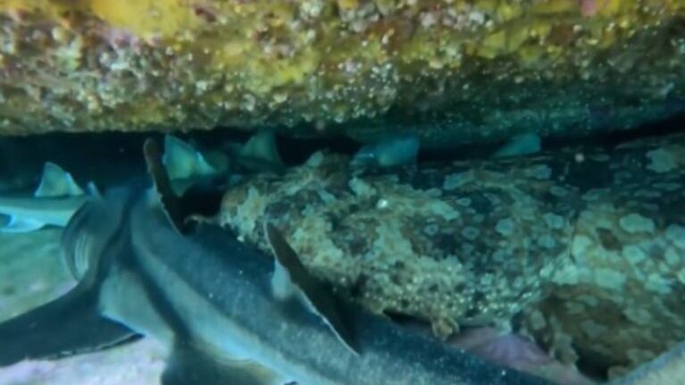 Una buceadora encuentra una reunión de tiburones en una cueva de Nueva Gales del Sur, Australia