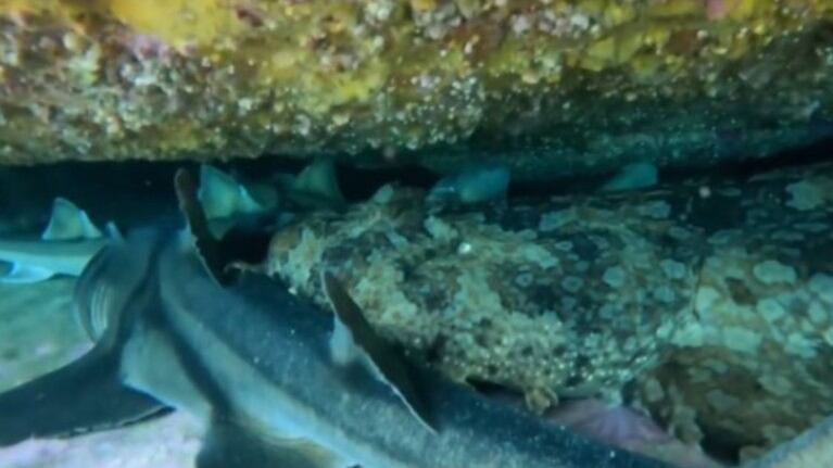 Una buceadora encuentra una reunión de tiburones en una cueva de Nueva Gales del Sur, Australia