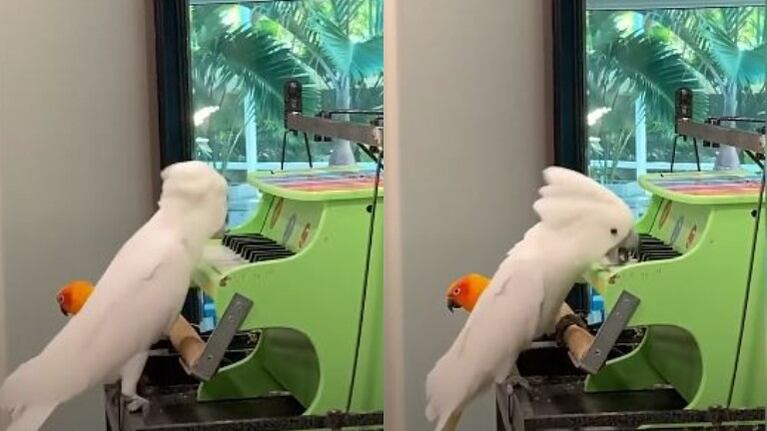 Una cacatúa toca un piano en miniatura y se hace viral