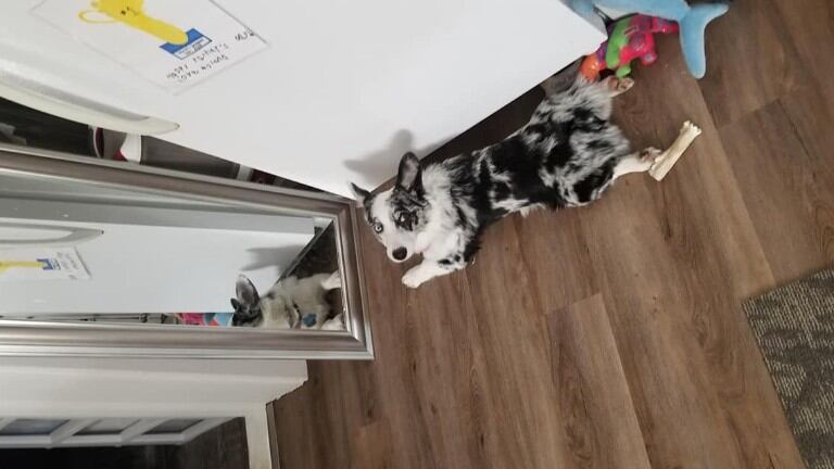 Una cachorra está convencida de que hay un intruso dentro de su casa