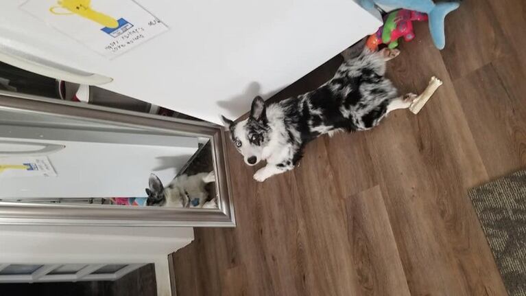 Una cachorra está convencida de que hay un intruso dentro de su casa