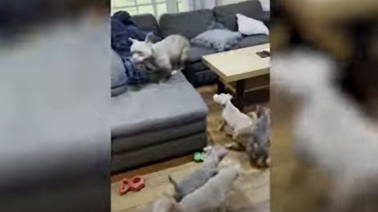 Una camada de American Bull Dog siguen a su madre mientras corre excitada por su casa