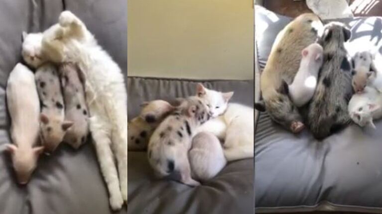  Una camada de cerditos rescatados trata de alimentarse de una gata de cuatro meses